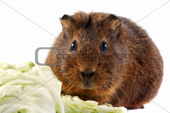 Brown guinea pig with cabbage leaves