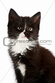 Portrait of a black-and-white kitten