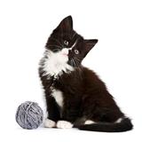 Black-and-white kitten with a woolen ball 
