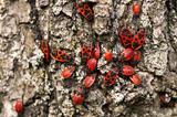 firebug, pyrrhocoris apterus