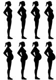 Female Silhouette Stages of Pregnancy
