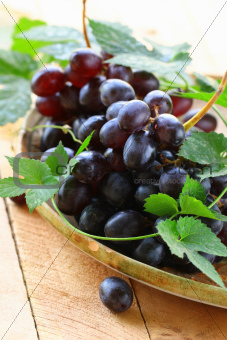 brush of organic black grapes with green leaves