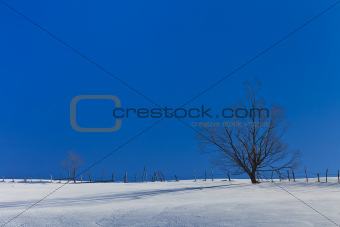 tree in winter 