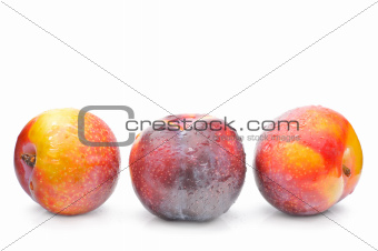 Ripe plums