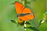 Butterfly (Colias tsrotseus)