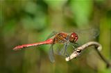 Bright dragonfly