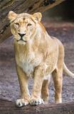 Female asian lioness - Panthera leo persica