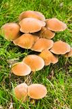 Mushrooms in grass in fall