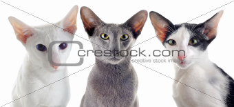 three oriental cats