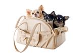 travel bag and chihuahuas