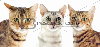 bengal cats