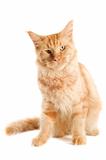 ginger maine coon cat