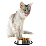 maine coon cat and cat food