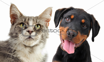 maine coon cat and puppy rottweiler