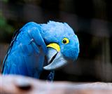 Hyacinth Macaw parrot