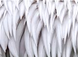 Close-up on white feathers