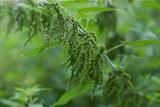 A Stinging nettle -Urtica dioica,  loaded with seeds