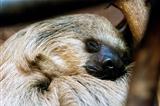 Southern two-toed sloth
