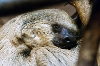 Southern two-toed sloth
