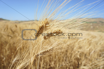 Closeup of a rye in a field