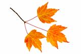 Fall Maple Leaves Trio