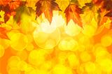 Hanging Fall Maple Tree Leaves Background