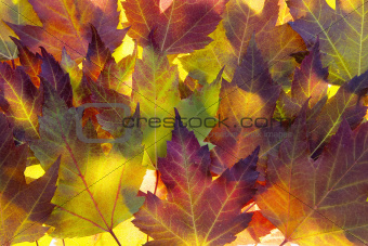 Fall Maple Leaves Background