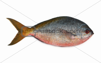 Yellowtail fusilier fish isolated on white background 
