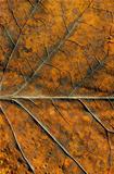 Autumn color leaf textures and details background. 