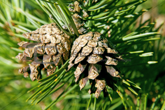 Two cones on a pine