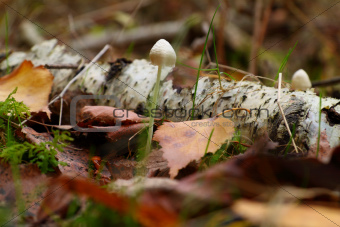Closeup shot of mushroom in wood
