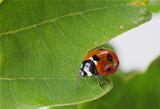 red ladybug on green plant 