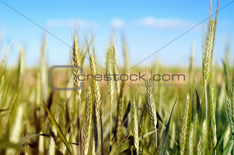 wheat over blue sky 