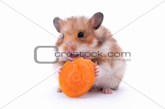hamster isolated