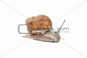 snail isolated