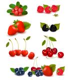 Big group of fresh berries  Vector illustration