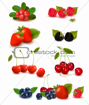 Big group of fresh berries  Vector illustration
