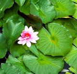 A Waterlily flower