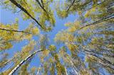 Looking up in birch forest