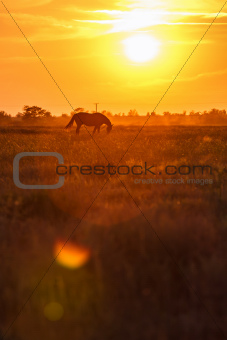 Pasture at sunset