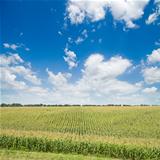 green maize field