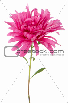 Pink daisy flower 