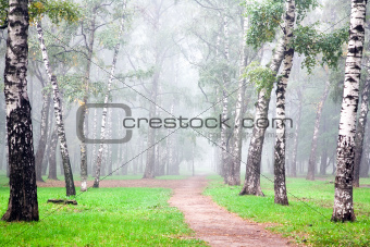 Autumn deep fog in the morning birch grove