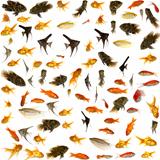 Fish collection. 5000 x 5000 pixels.
