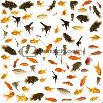 Fish collection. 5000 x 5000 pixels.