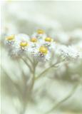 Little white flowers