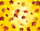 Falling Maple Leaves in Autumn Illustration