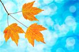 Fall Maple Leaves Trio with Blue Sky