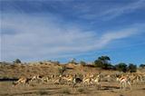 Springbok herd