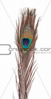 Colorful Peacock Feather